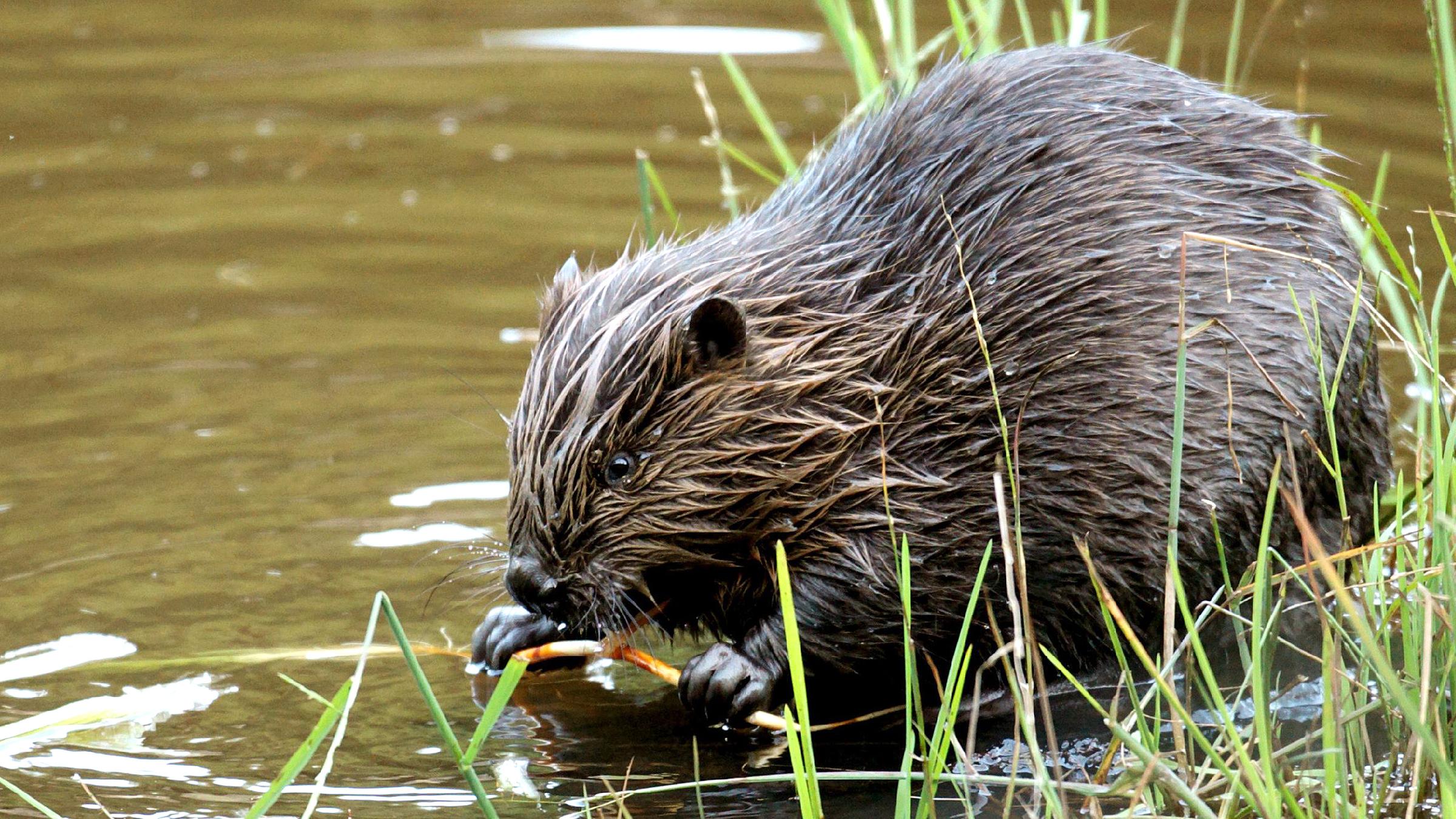Ein nasser Biber am Flussufer.