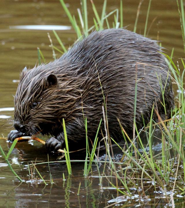 Ein nasser Biber am Flussufer.