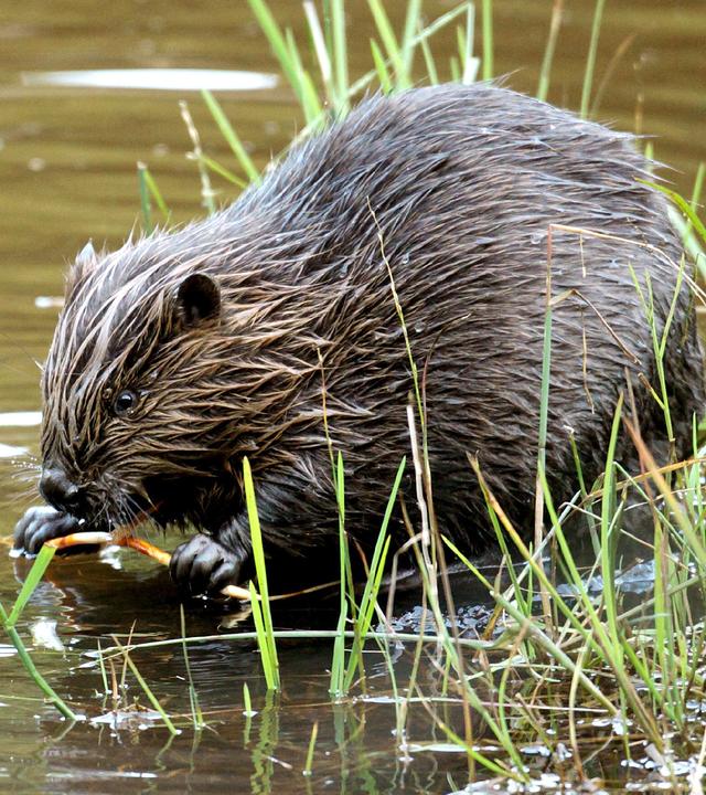 Ein nasser Biber am Flussufer.