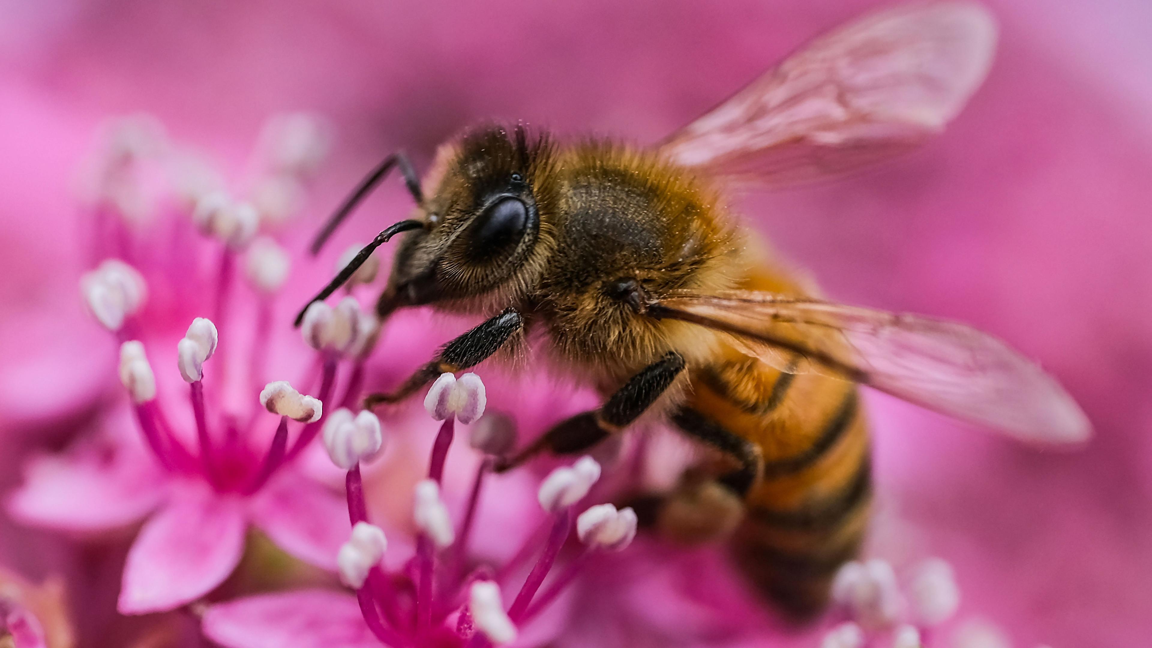 Eine Biene sitzt auf der Blüte einer Hortensie.