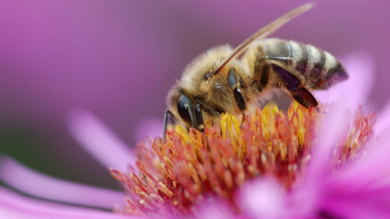 Wisst Ihr Was Die Bienen Träumen Text