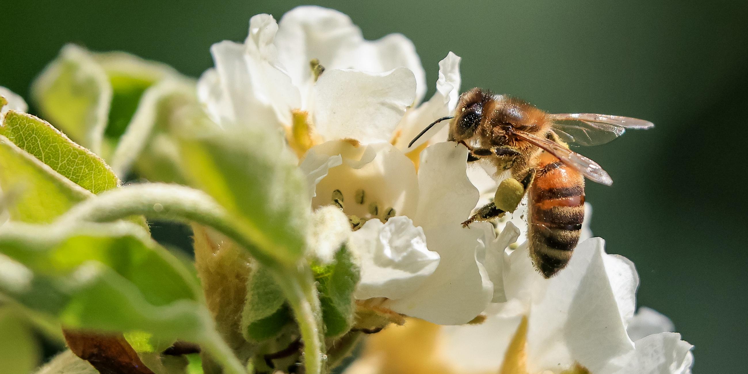 Biene sitzt auf Blüte