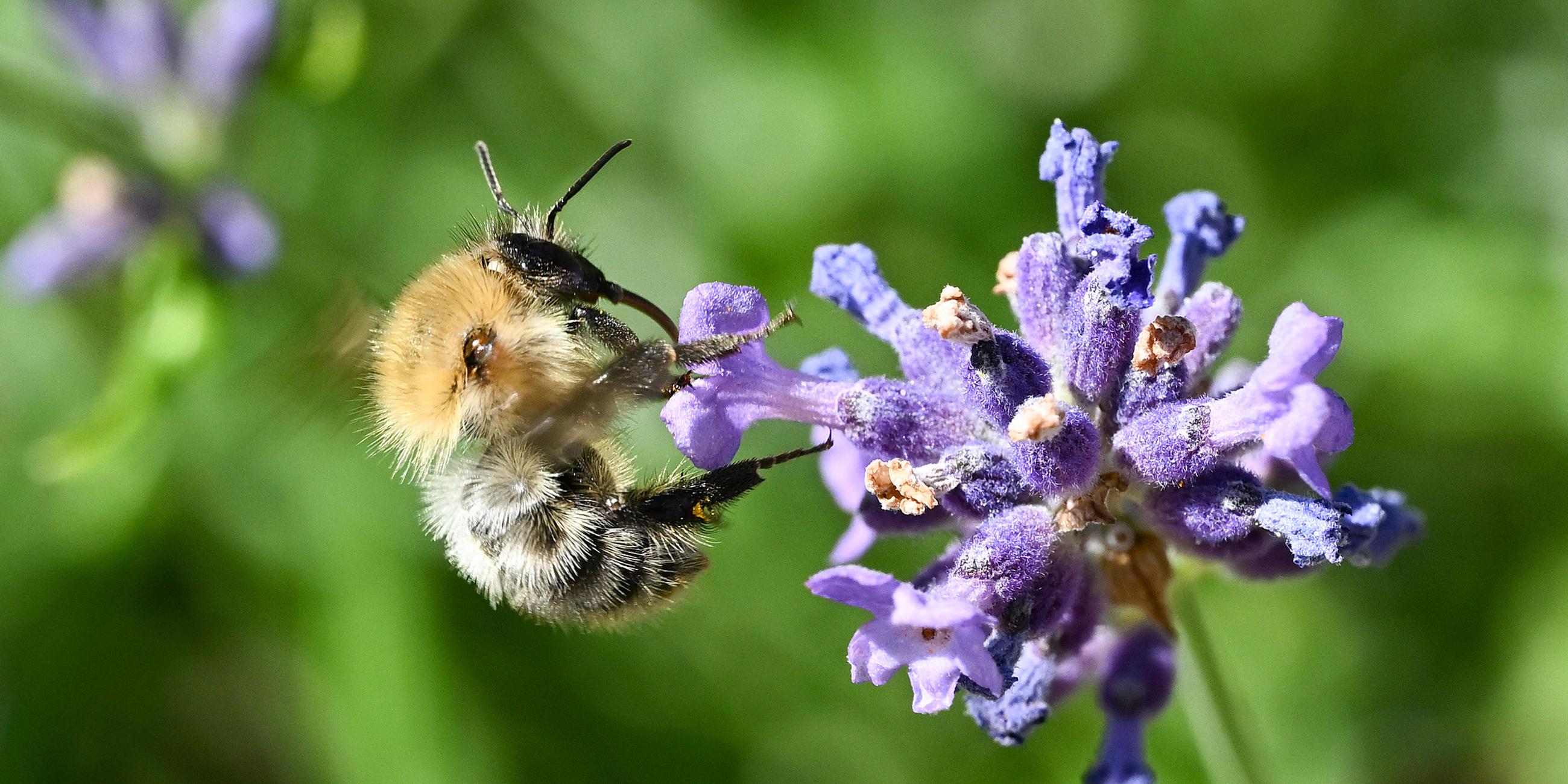 Eine Biene sammelt Nektar