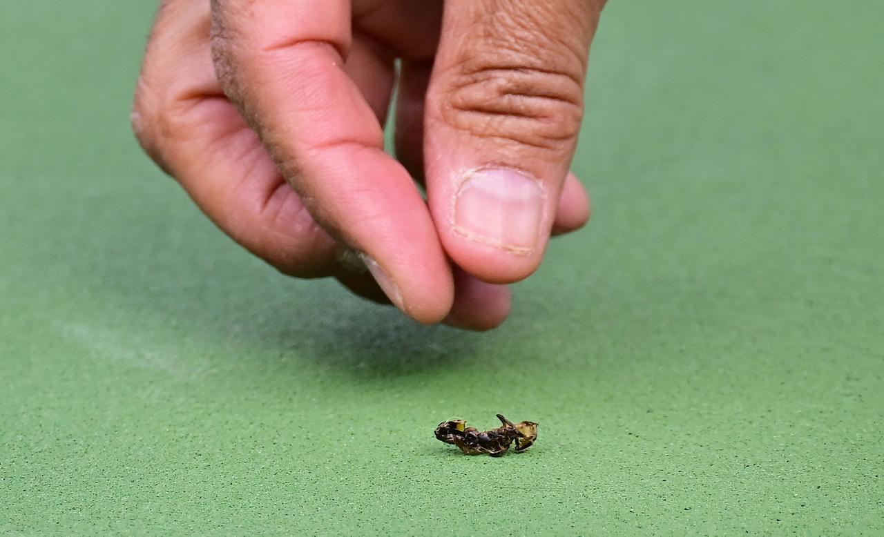 Eine Biene wird vom Centre Court entfernt, bevor das Indian Wells Masters-Viertelfinale der Herren zwischen Alexander Zverev und Carlos Alcaraz im Indian Wells Tennis Garden in Indian Wells, Kalifornien, am 14.03.2024 fortgesetzt wird.