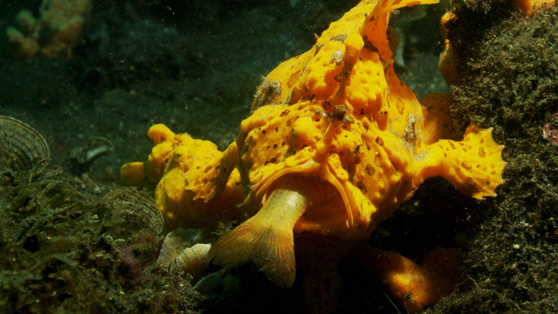 Grünlich-grauer, sehr unebener Meeresboden. Zentral ein auffällig gelber Fisch mit aufgerissenem Maul. In diesem verschwindet gerade ein kleinerer Fisch, von dem nur noch wenig mehr als die Schwanzflosse zu sehen ist.