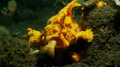 Der gewaltsame Ozean 