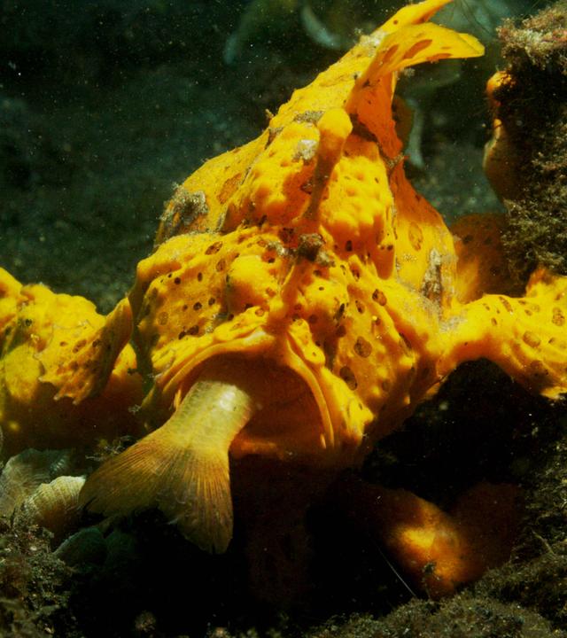 Grünlich-grauer, sehr unebener Meeresboden. Zentral ein auffällig gelber Fisch mit aufgerissenem Maul. In diesem verschwindet gerade ein kleinerer Fisch, von dem nur noch wenig mehr als die Schwanzflosse zu sehen ist.