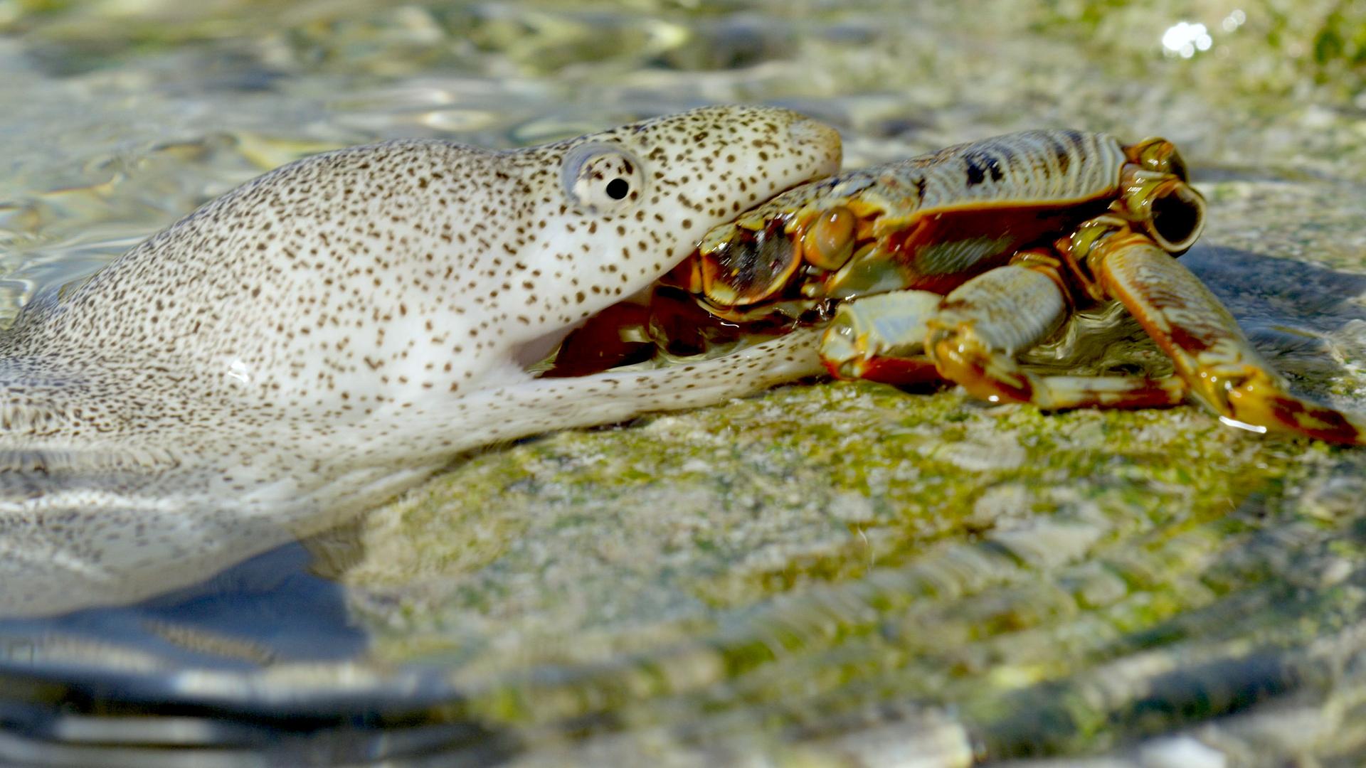 Bild für Der gierige Ozean 