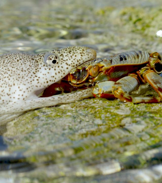 Seichtes Wasser mit bemoosten Steinen. Auf einem sitzt zentral ein bräunlicher Taschenkrebs. Von links hat eine Muräne – weiß mit vielen kleinen grünen und braunen Punkten - ihren Kopf aus dem Wasser gereckt und den Krebs mit dem Maul gepackt.