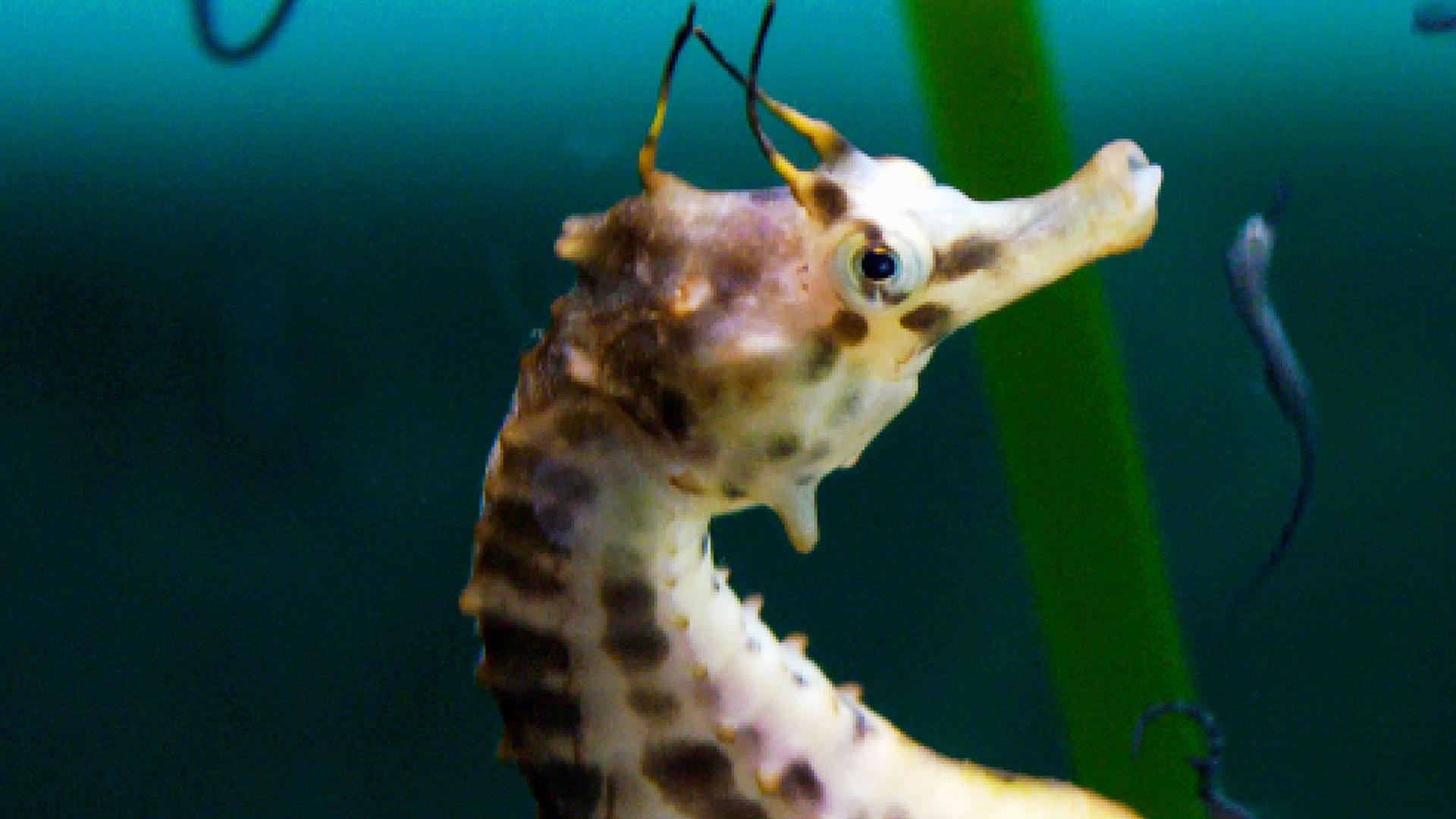 Bild für Der leidenschaftliche Ozean 