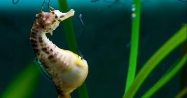 Der leidenschaftliche Ozean 