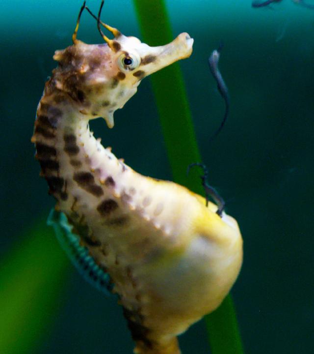 "Big Pacific (3/4) - Der leidenschaftliche Ozean": Ein Aquarium mit Gräsern, links ein Seepferdchen von der Seite, das gerade Nachwuchs gebiert: nahezu schwarze schlangenähnliche Seepferdchen verlassen die Bruthöhle im Bauch des Vaters.