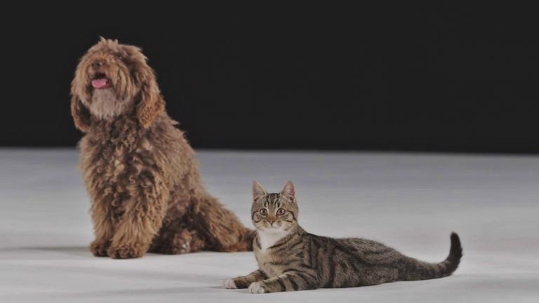 "Das wahre Wesen unserer Hunde und Katzen (1)": Eine Katze liegt auf dem Boden. Hinter ihr sitzt ein Hund, beide schauen aufmerksam in die Kamera.