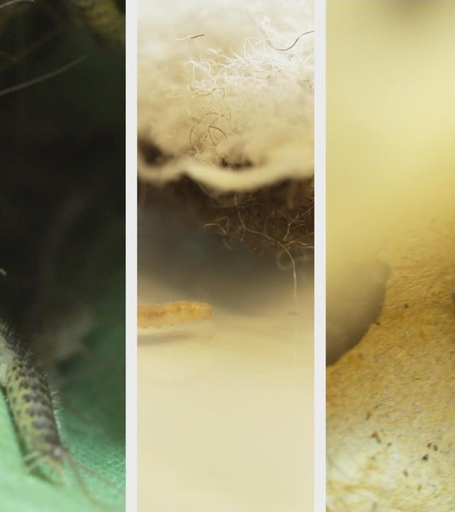 Plagegeister im Haushalt loswerden