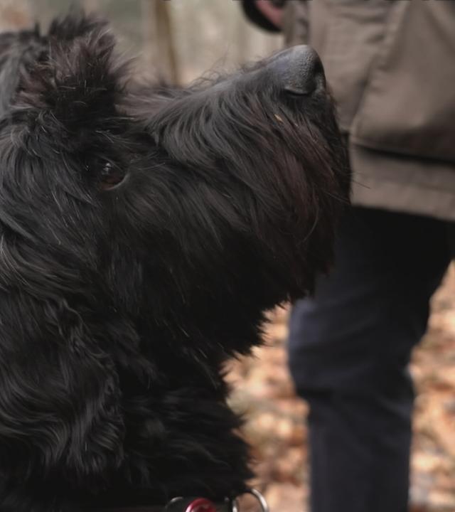 Was ist das "Werwolf-Syndrom"?