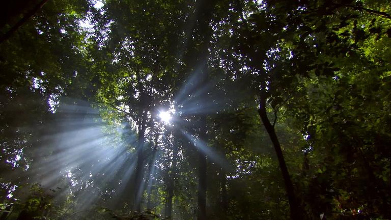 "Terra X : Faszination Erde - mit Dirk Steffens - Planet der Wälder": Sonne scheint durch Baumwipfel.