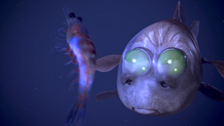 "Terra X - Lichter der Tiefsee": Röhrenaugen-Gespensterfisch frontal mit Garnele vor sich.