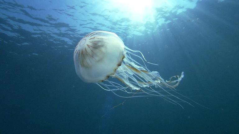 "planet e.: Die Invasion der Quallen":  Schwimmende Kompassqualle mit Tentakeln in Großaufnahme. Durch die Wasseroberfläche bricht das Licht und leuchtet die Qualle an.