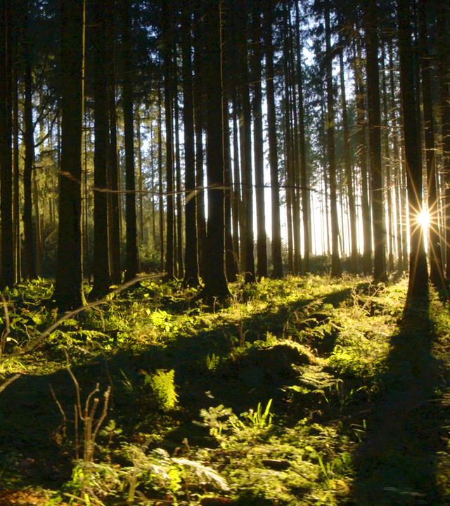"Terra X: Unsere Wälder - Ein Jahr unter Bäumen": Baumreihen eines Waldes, rechts im Bild scheint die untergehende Sonne zwischen den Stämmen hindurch.