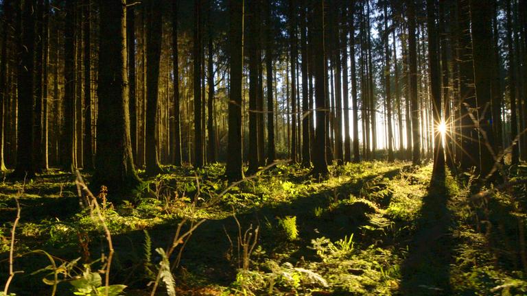 "Terra X: Unsere Wälder - Ein Jahr unter Bäumen": Baumreihen eines Waldes, rechts im Bild scheint die untergehende Sonne zwischen den Stämmen hindurch.