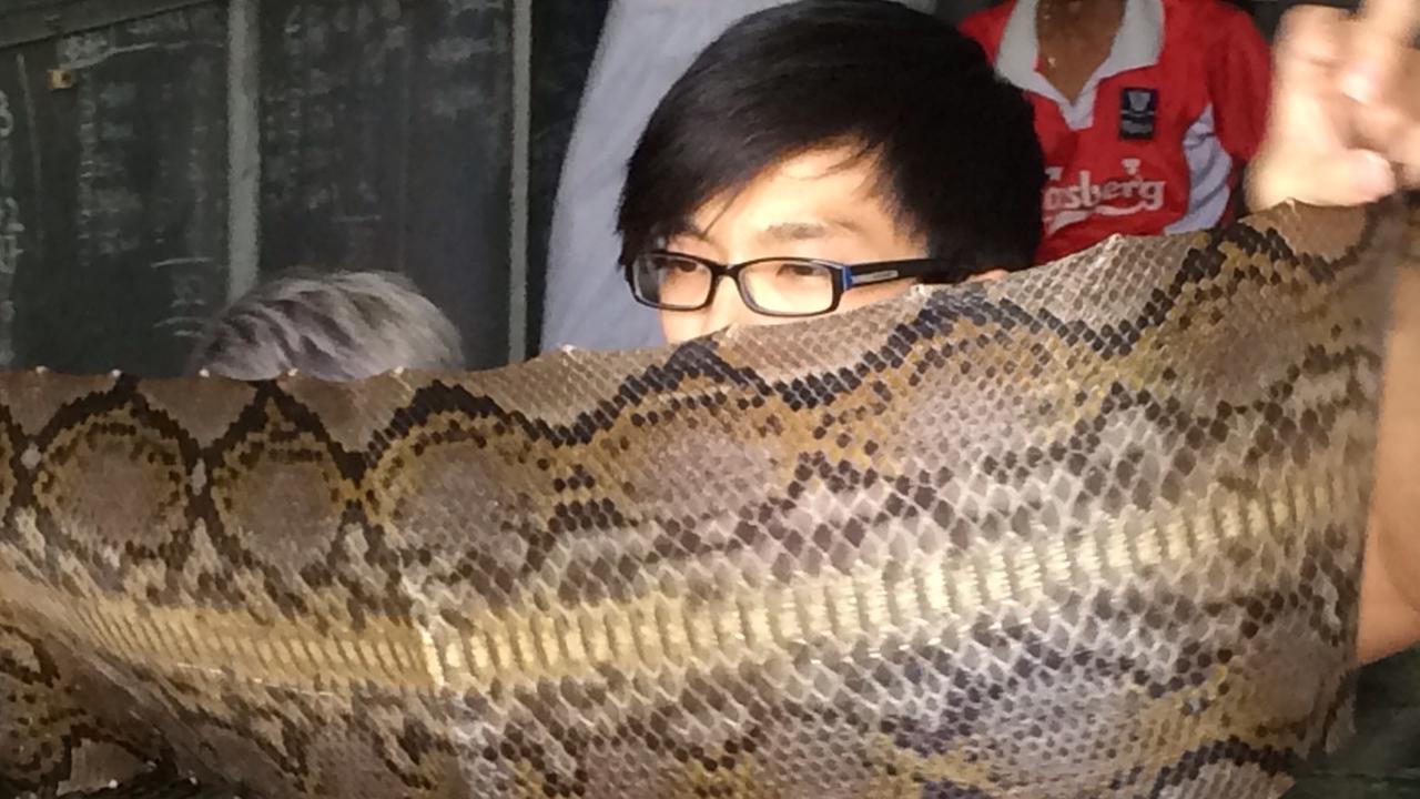 "planet e.: Schlangenhäute für den Luxus - Der Python-Code": Ein Experte prüft die Qualität einer Python-Haut.