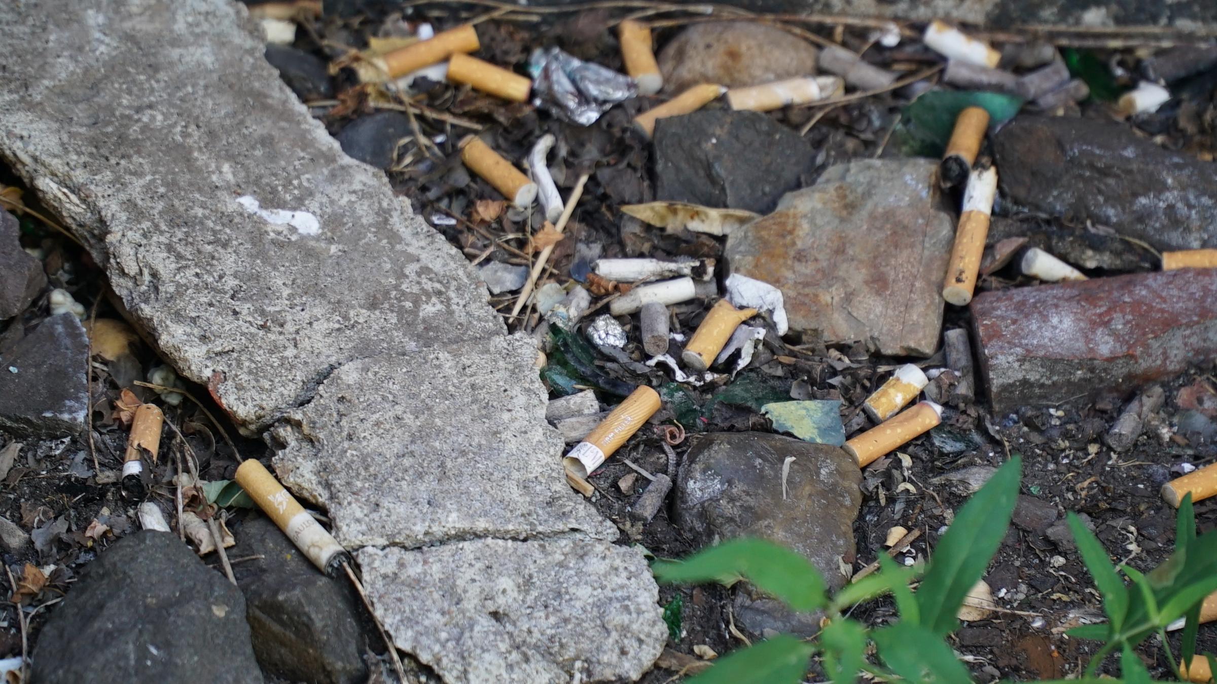 "planet e.: Gift im Zigarettenfilter - Wie Glimmstängel der Umwelt schaden": Viele Zigarettenstummel liegen auf der Straße.