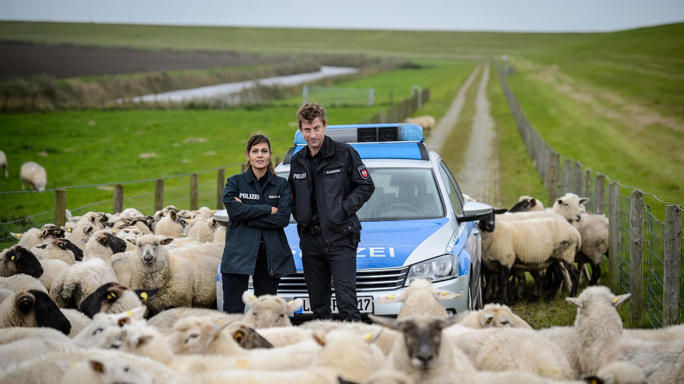 "Friesland - Schmutzige Deals": Süher Özlügül (Sophie Dal) und Henk Cassens (Maxim Mehmet) stehen auf einem Feldweg vor ihrem Dienstwagen inmitten einer Schafherde.