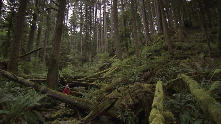 "Vernetzte Pflanzenwelt"(3sat) - Wald mit Riesen-Bäumen.