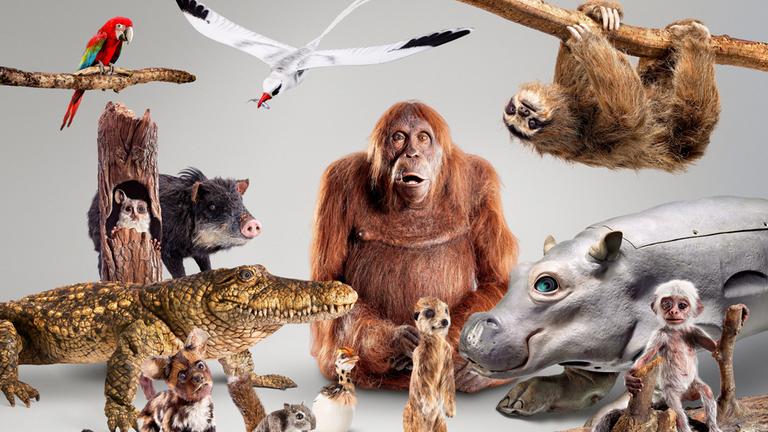 "Terra X: Spione im Tierreich - Große Gefühle": verschiedene Tierattrappen, unter anderem Orang-Utan, Faultier, Krokodil, Flusspferd und andere, im Studio.