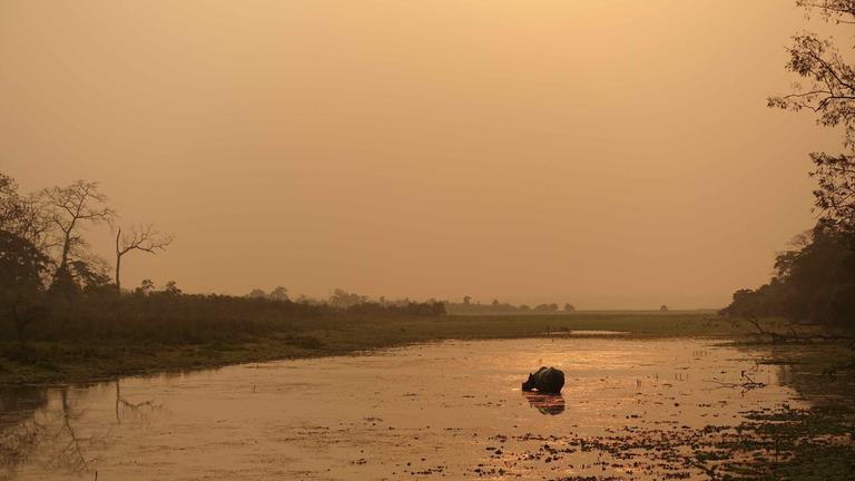 "Terra X: Brahmaputra - Wasser vom Himalaya" Breiter flacher Fuss im Abendrot mit Panzernashorn.