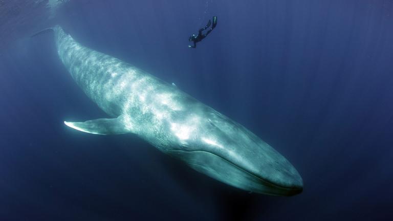 "Terra X: Blaues Wunder Pazifik (1)": Ein Blauwal schwimmt im Wasser. Über ihm ist ein winzig klein erscheinender Taucher zu sehen.