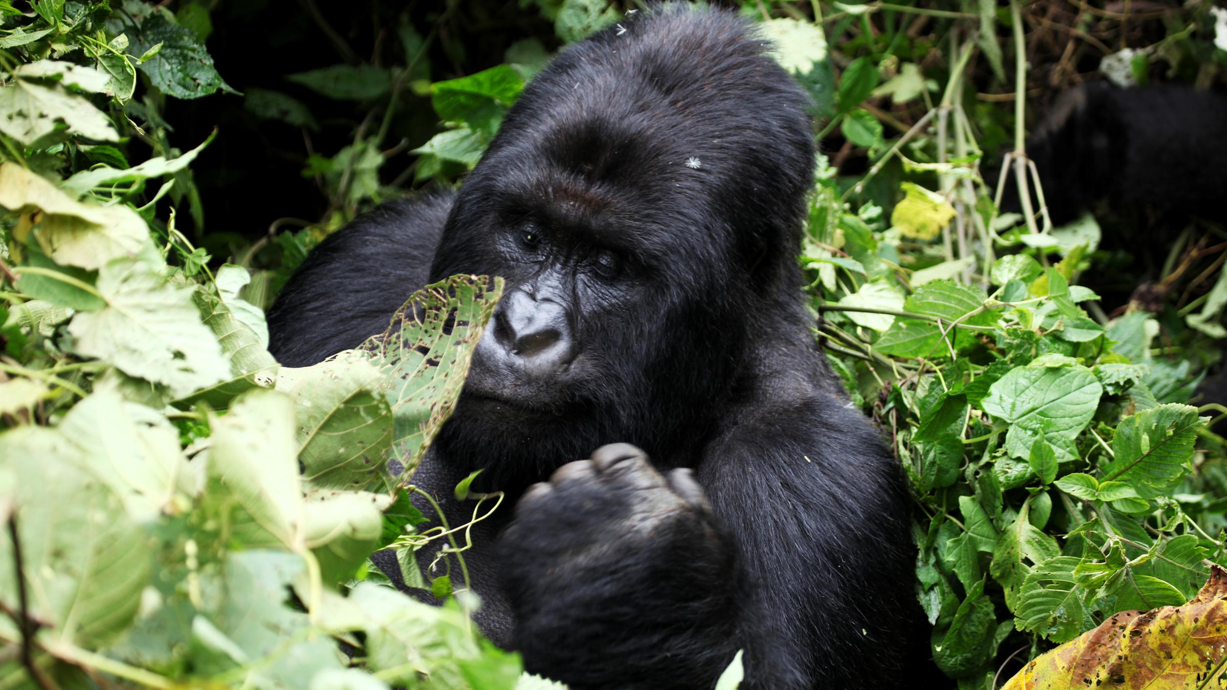 "planet e. - Raubbau im Gorilla-Paradies": Ein Berggorilla sitzt zwischen Büschen. Die Aufnahme zeigt ihn bis zur Brust.