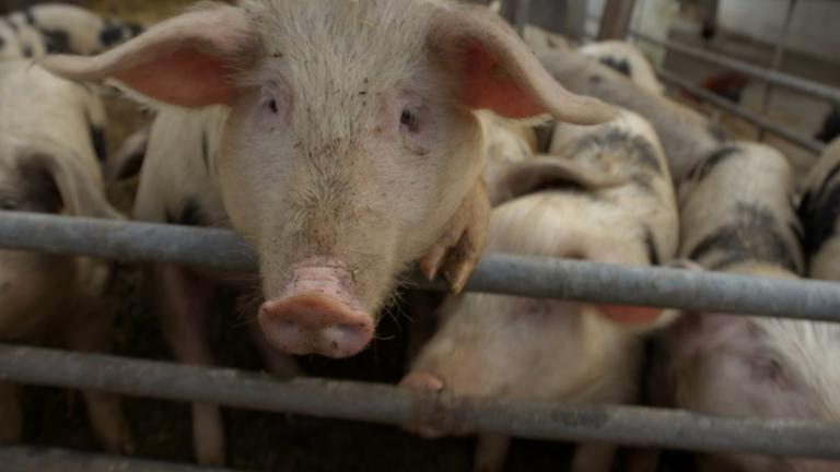 "ZDFzoom: Schweinerei im Schlachthof - Das Geschäft mit dem Tod": Blick auf Schweine, die eng nebeneinander in einem Käfig  stehen.