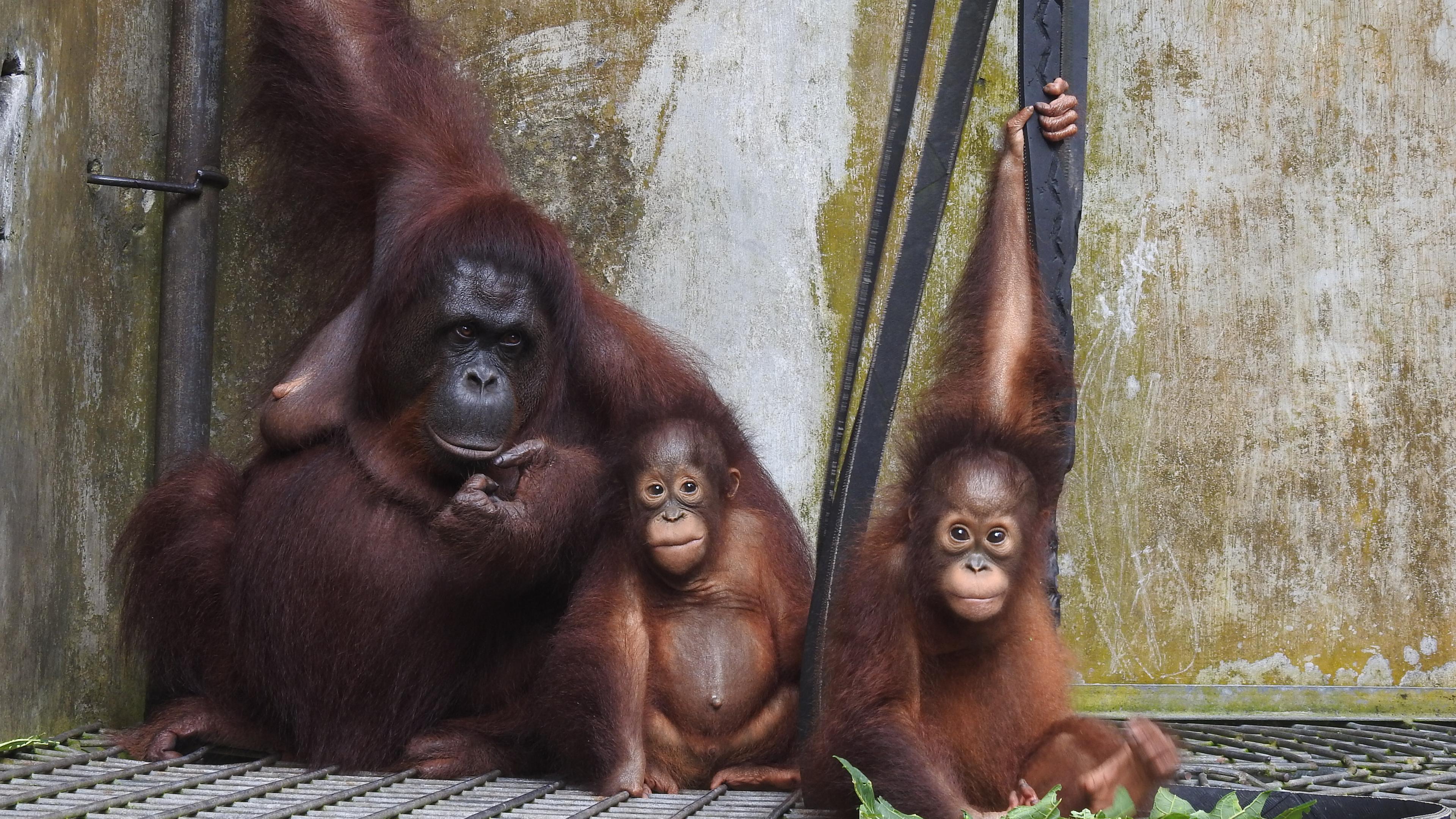 Orang-Utan Mama mit zwei Orang-Utan Babys