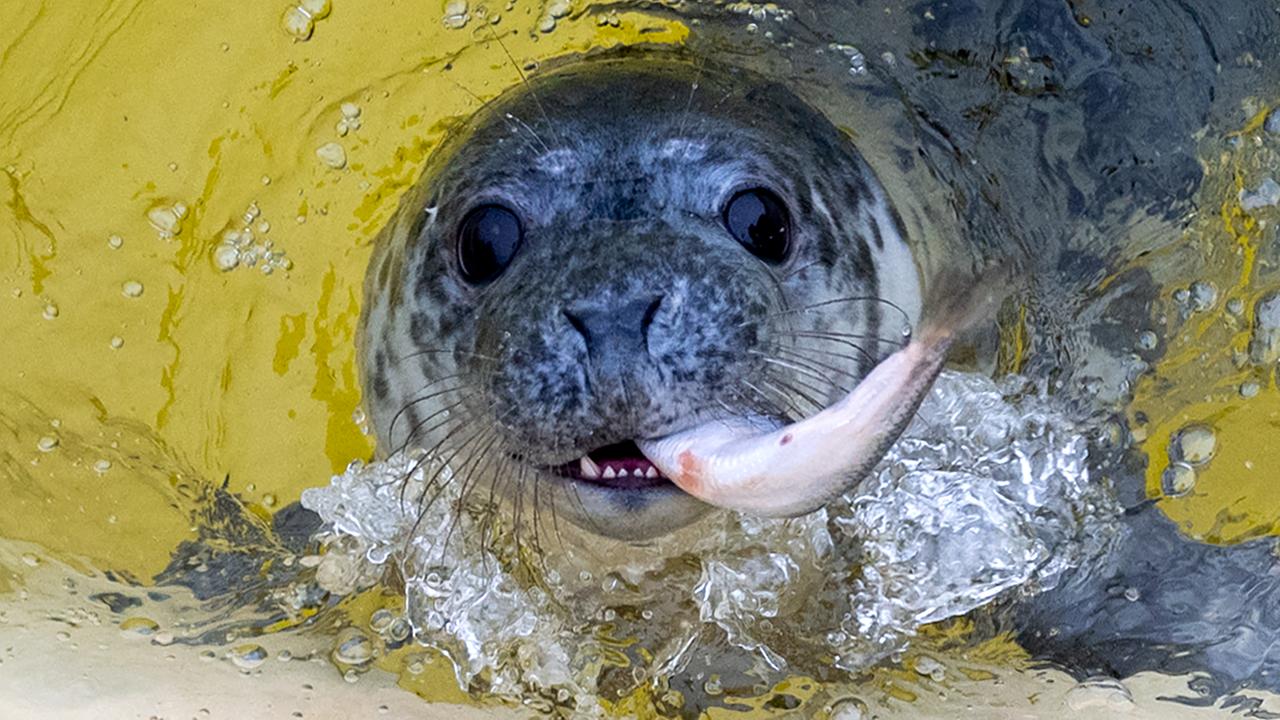 Eine Robbe schwimmt in einem gelben Wasserbecken einen Fisch.