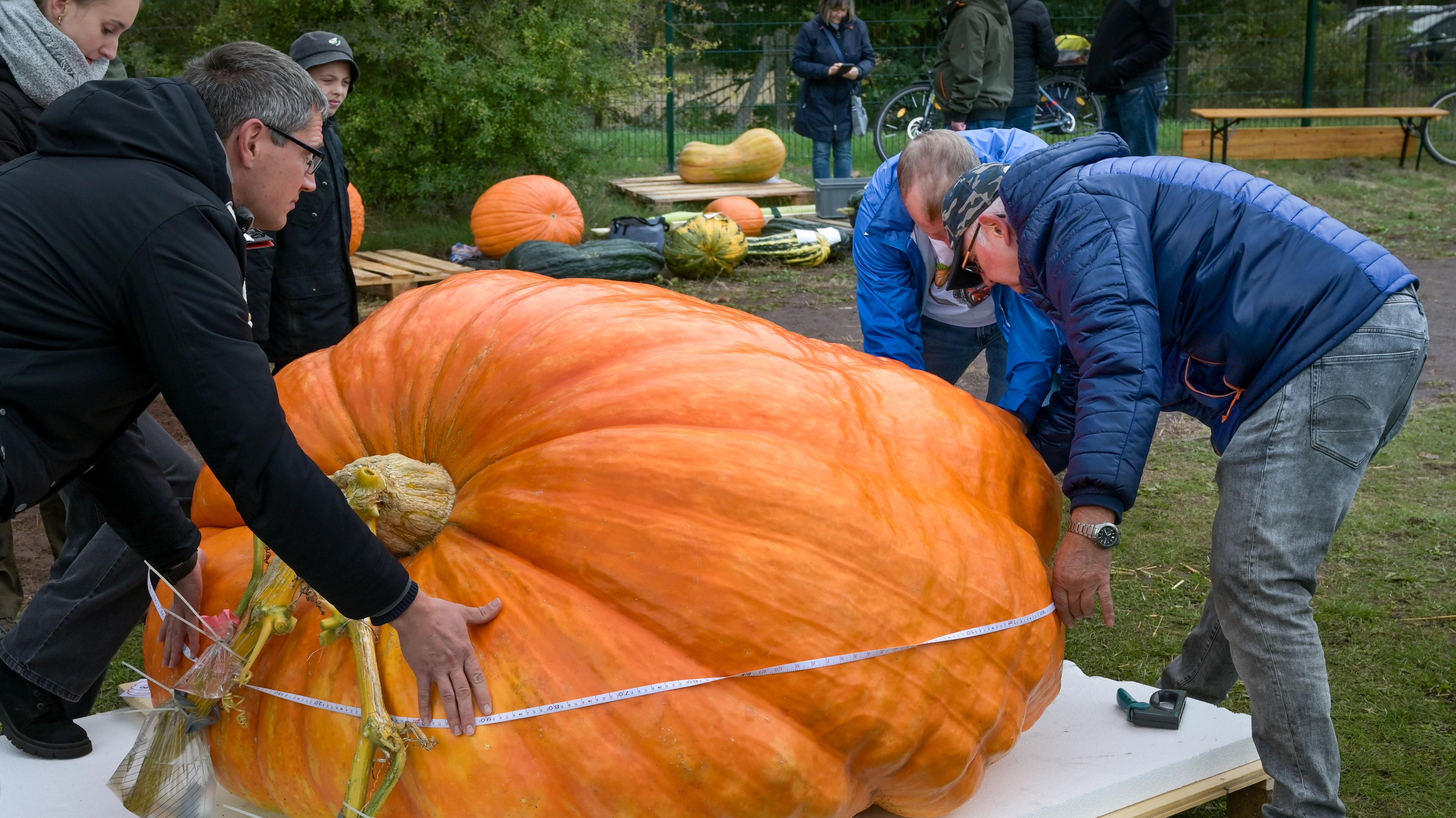 Ein riesiger Kürbis wird von zwei Männern gewogen und gemessen.