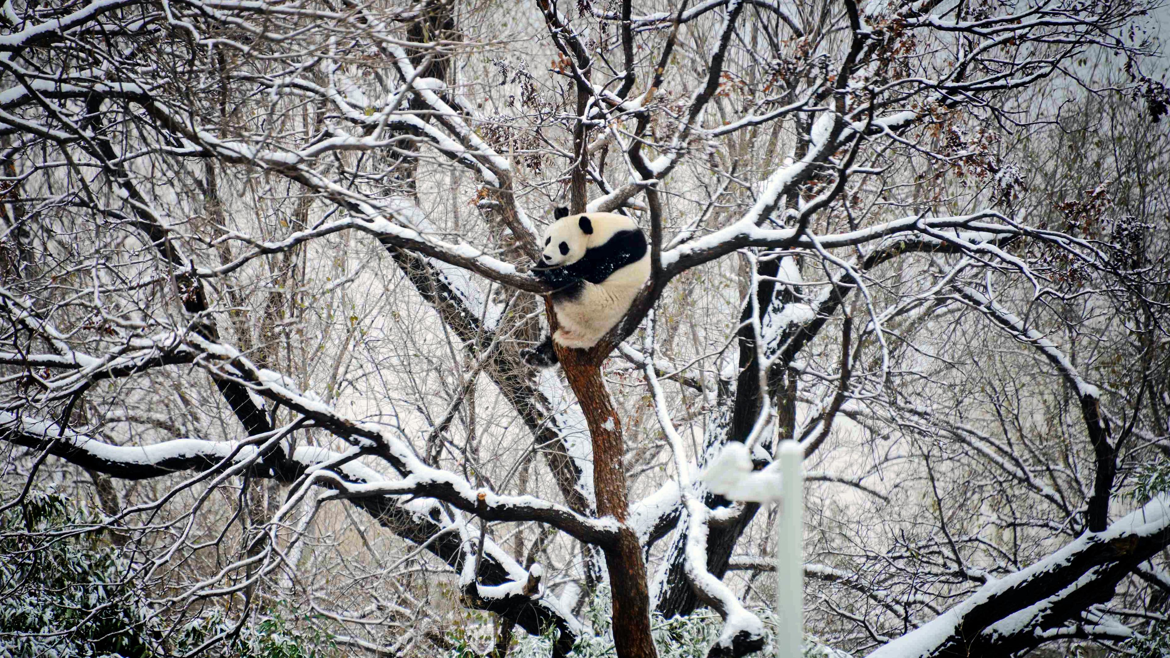 Ein Großer Panda klettert auf einem schneebedeckten Baum.