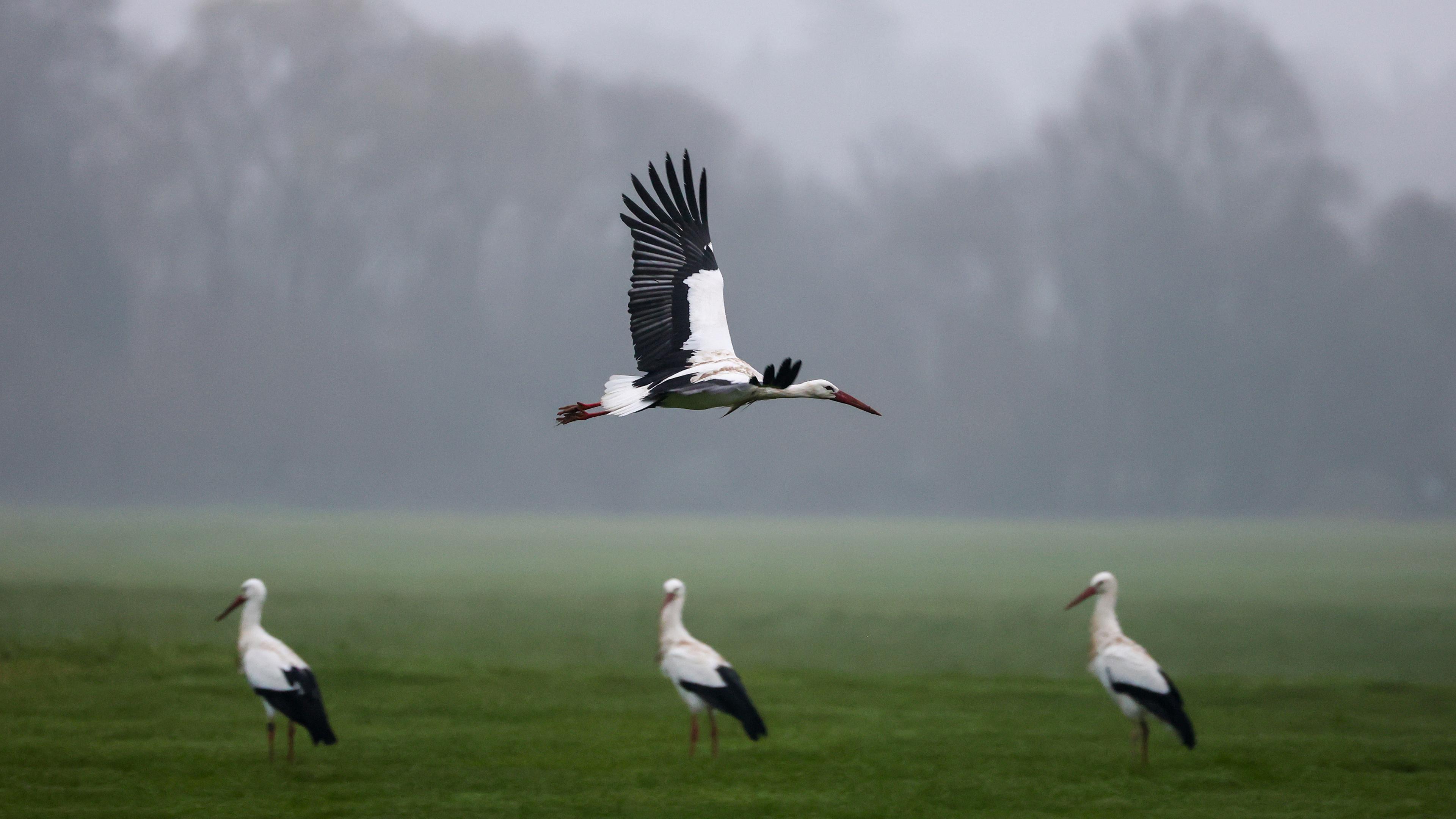 Drei Störche stehen auf einer Wiese, vor ihnen fliegt ein Storch vorbei.