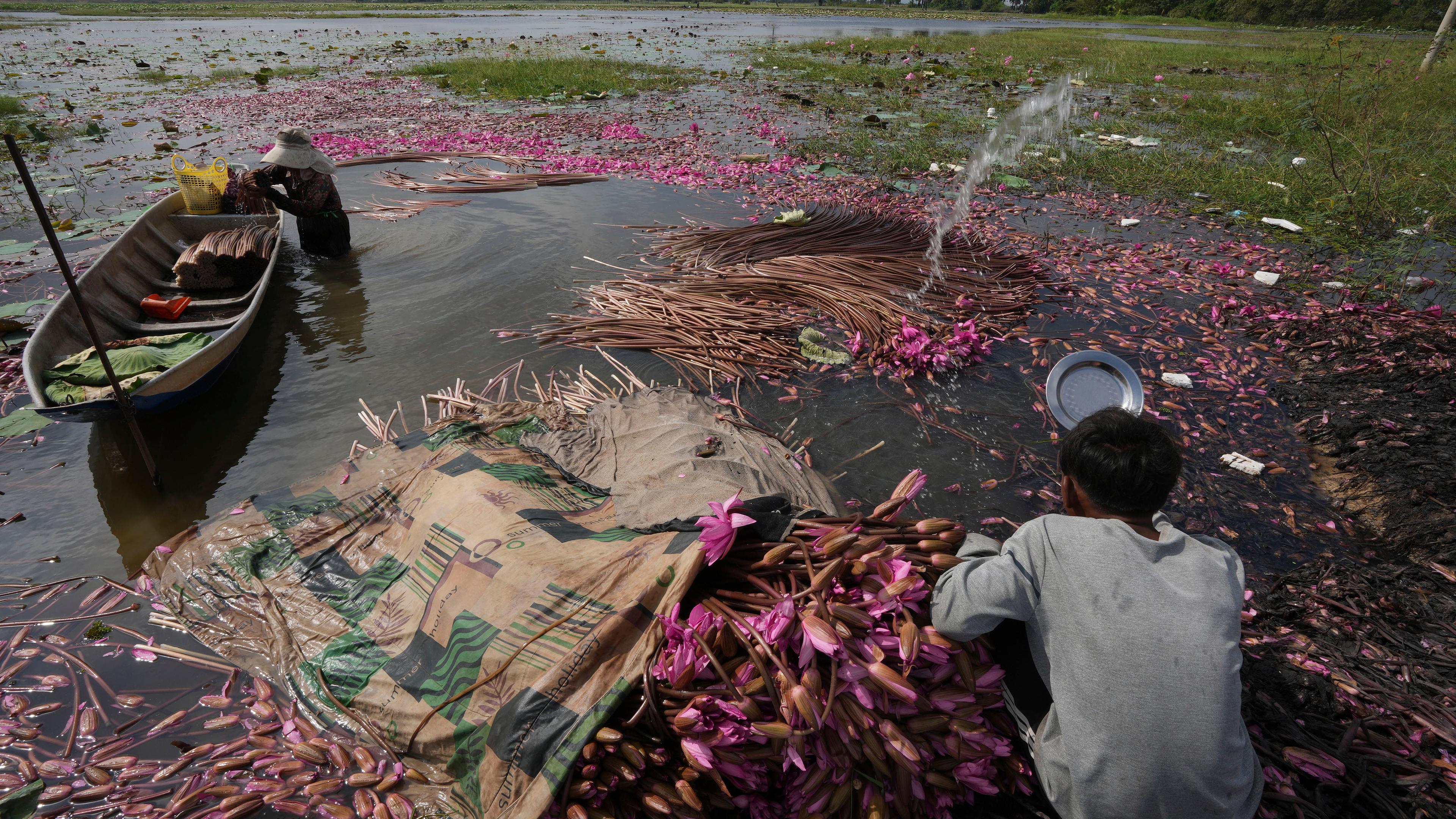 In einem See schwimmen viele leuchtend lilane Blumen, die mit geschlossener Blüte so ähnlich aussehen wie Tulpen. Zwei Personen waten durchs Wasser, und stapeln sie in Booten.