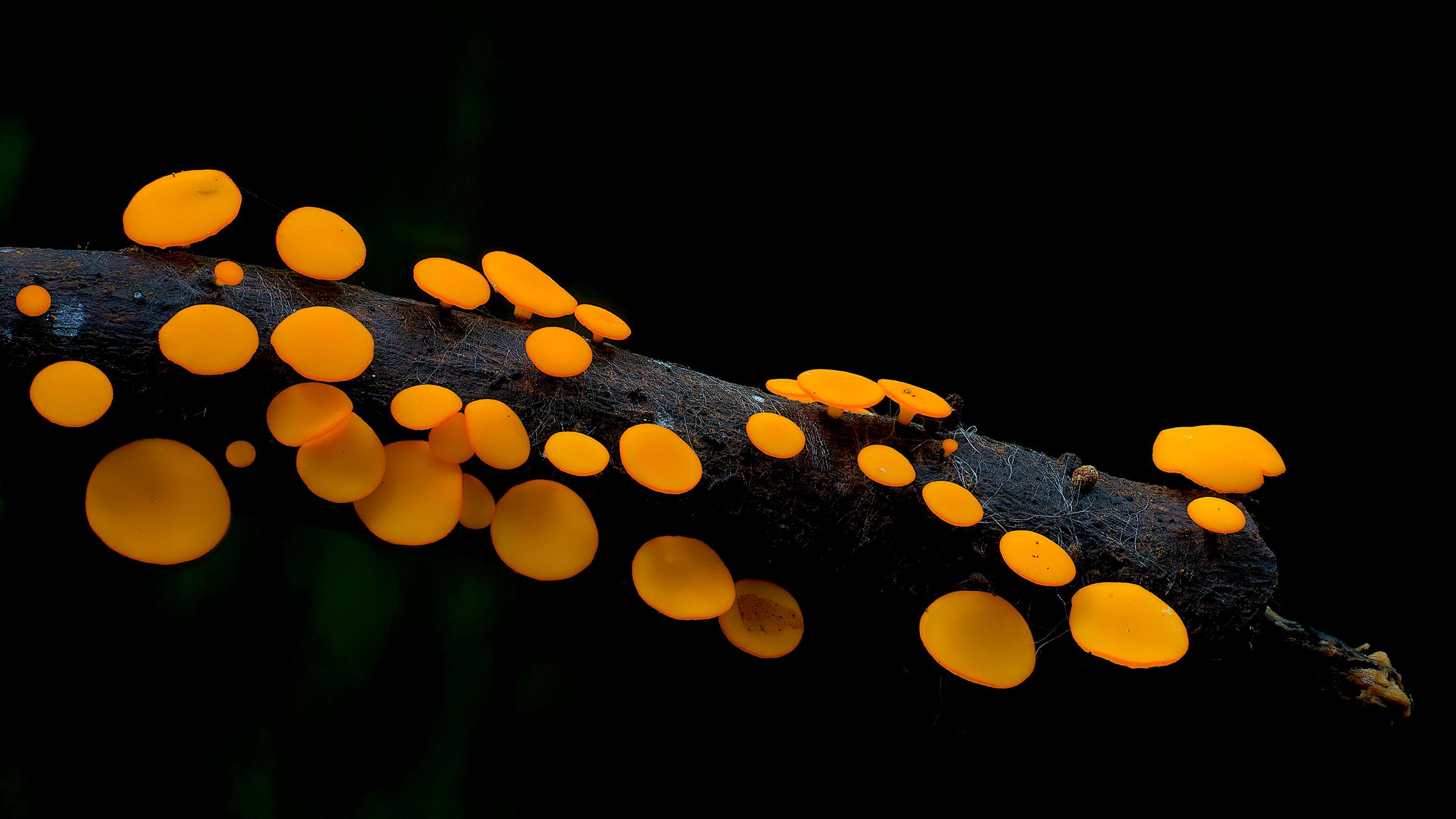"Im Königreich der Pilze (ARTE)": Ansammlung kleiner, gelber Pilze auf einemAst