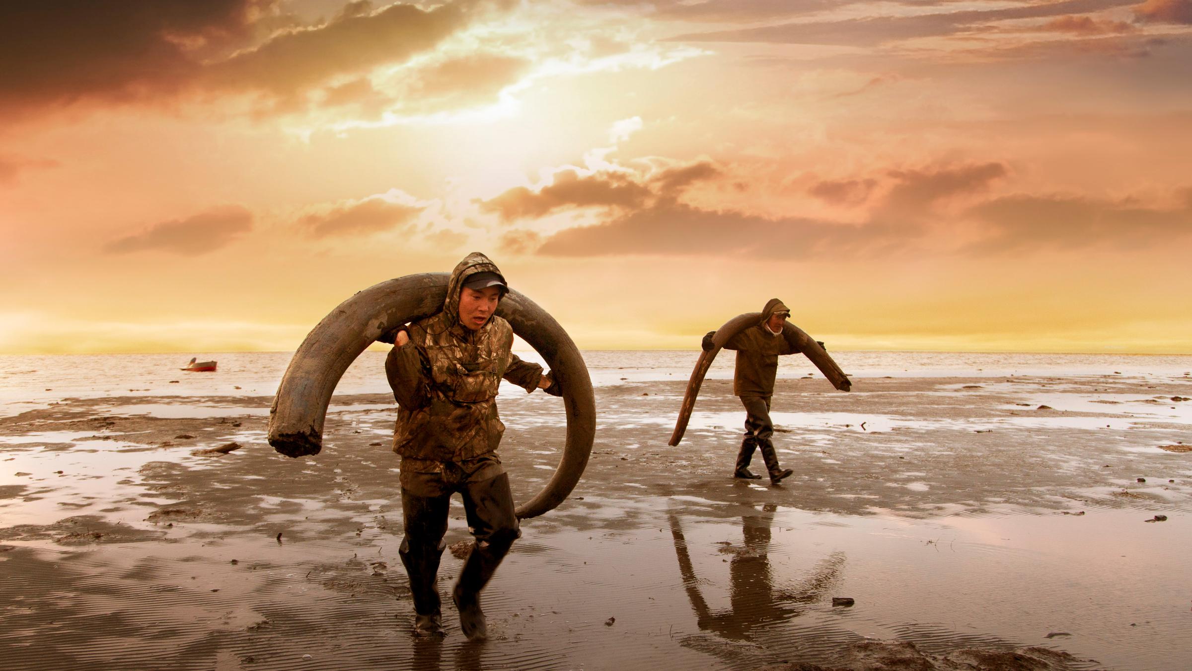 "Genesis 2.0"(ARTE): Zwei Mammutjäger laufen mit jeweils einem geschulterten Mammutstoßzahn über ddenn schmelzendenn Permafrostboden der Neusibirischen Inseln.