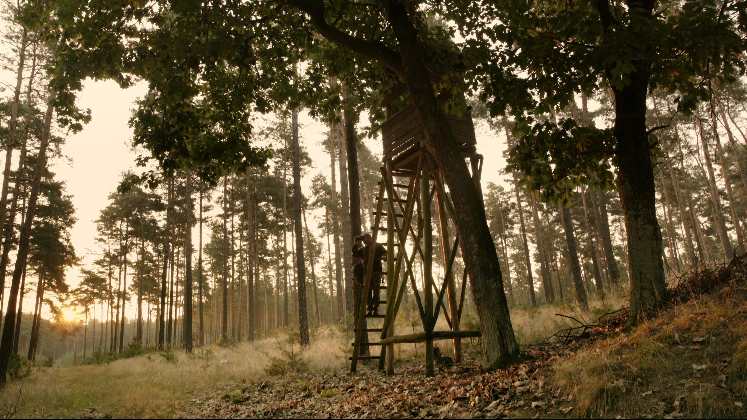 "Auf der Jagd - Wem gehört die Natur?": Ein Jäger steht auf der Leiter eines Hochsitzes im Wald und blickt durch ein Fernglas.