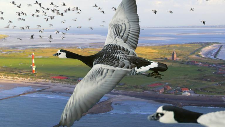 "Terra X - Zugvögel: Der Kampf ums Überleben": Gruppe Nonnengänse beim Flug über eine Nordseeinsel.