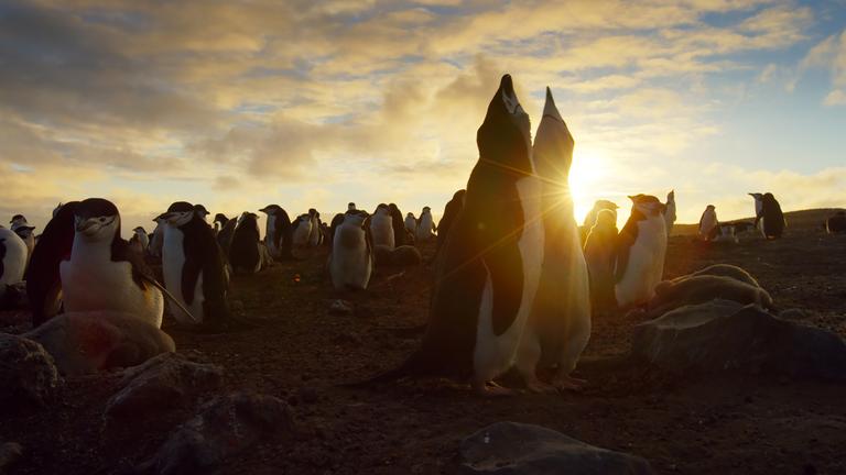 "Terra X: Eine Erde - viele Welten (1/6): Inseln": Kehlstreifpinguine auf der Zavodovski Island im Südpolarmeer.