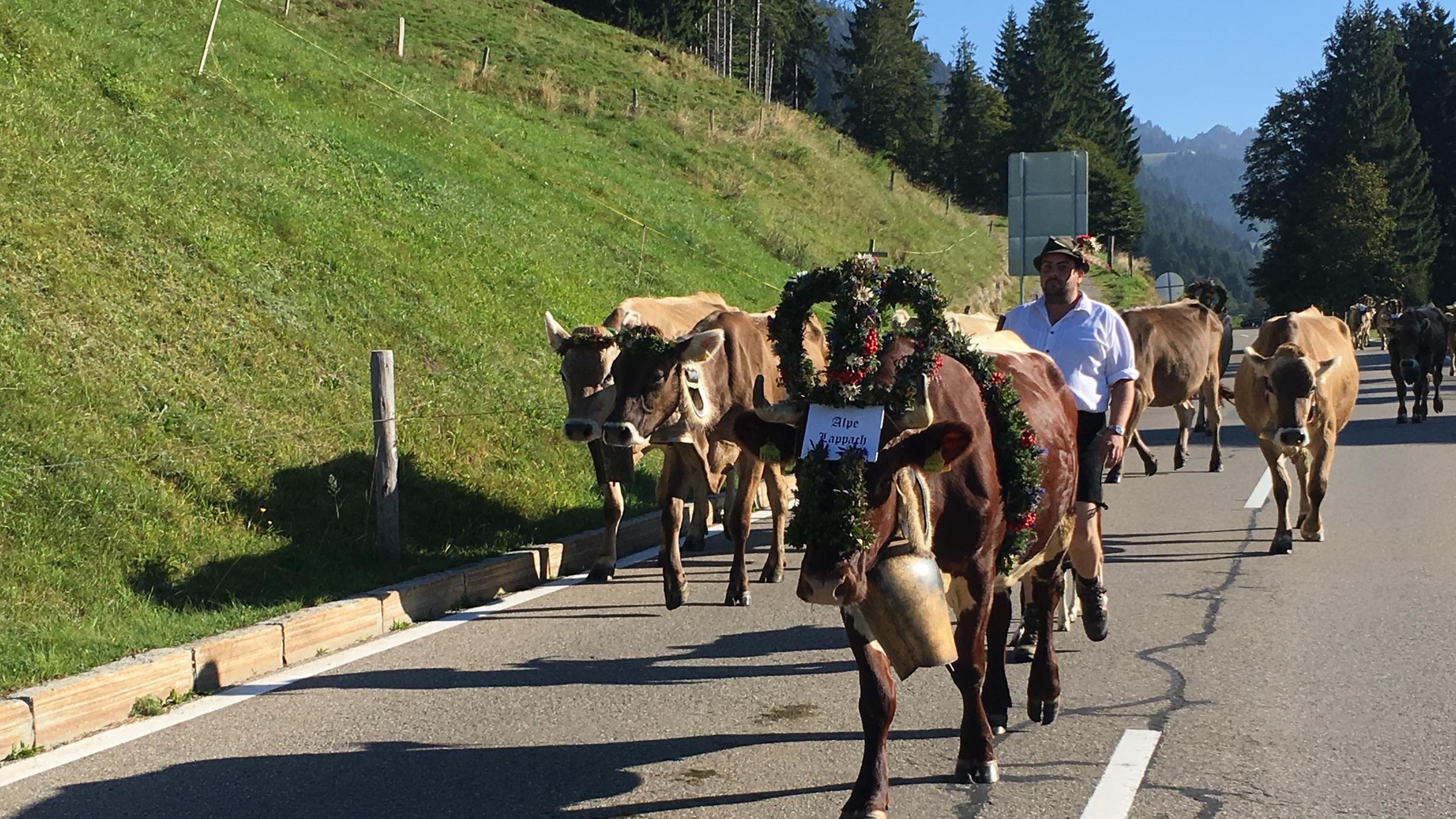 "planet e.: Bis zur letzten Kuh - warum viele Bauern aufgeben": Kühe auf einer Landstraße im Gebirge. Die vorderste Kuh ist festlich geschmückt.