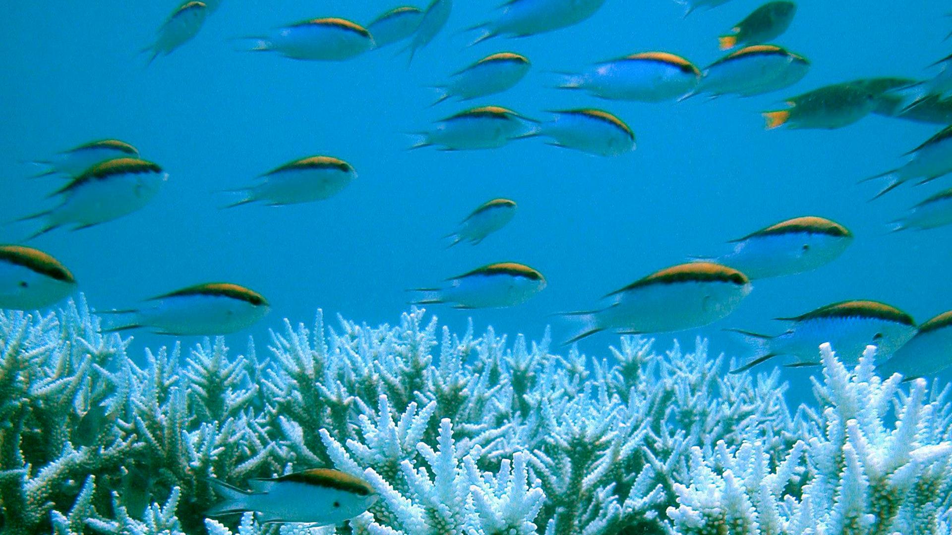 Korallenriffe sterben ab