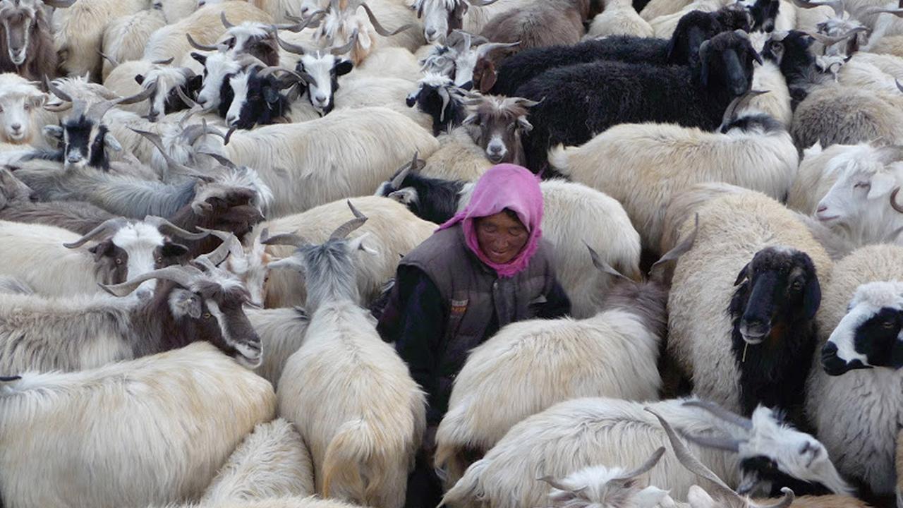 Die Hirtin aus Ladakh: Die Schäferin Tsering inmitten ihrer Herde.