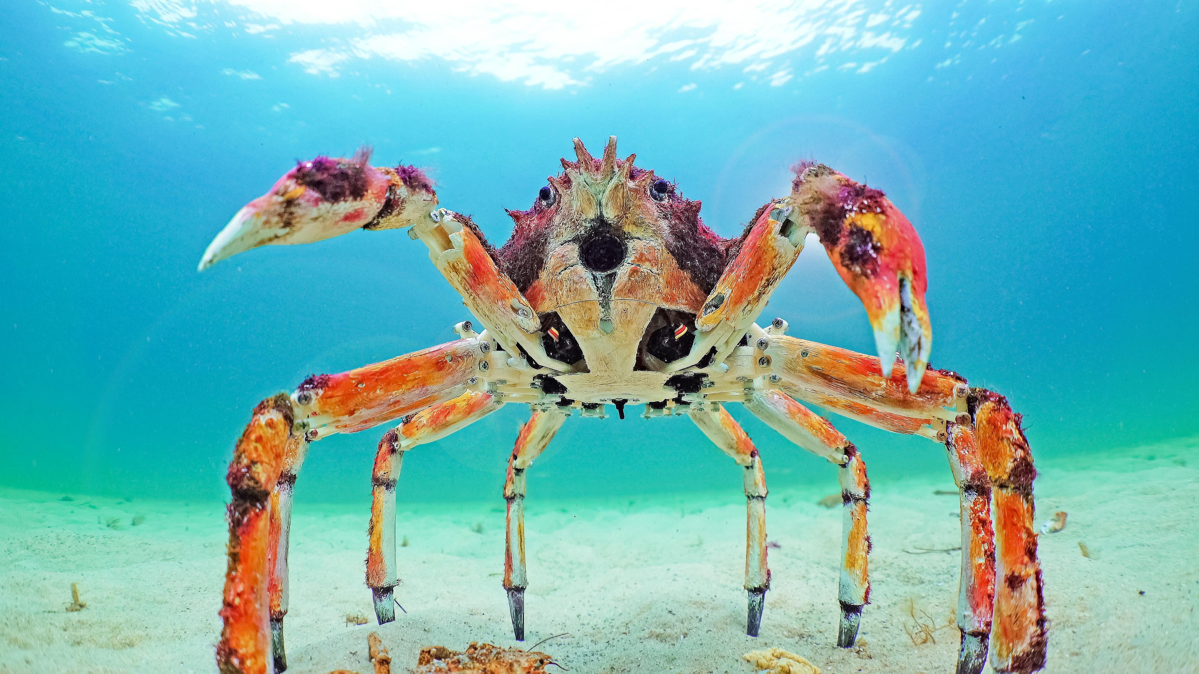 Tiere und Robottertiere im Meer