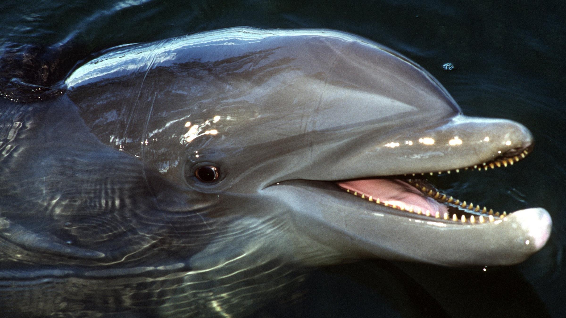 Почему дельфины хищники. Почему дельфины хищники. Почему дельфины хищники. Ankylorhiza tiedemani. Доисторические дельфины.