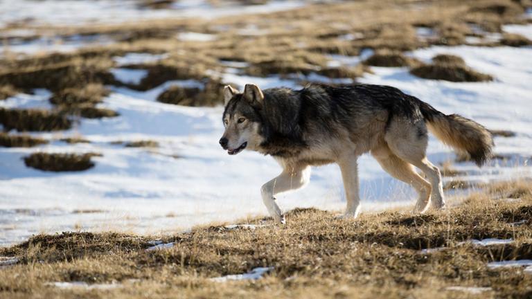 "Terra X: Die Odyssee der einsamen Wölfe (2)": Ein Wolf läuft über flaches Gelände mit Schneeflecken.